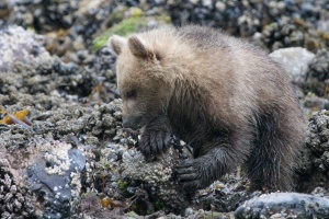 baby grizzly op zoek naar schaaldieren | Glendale Cove